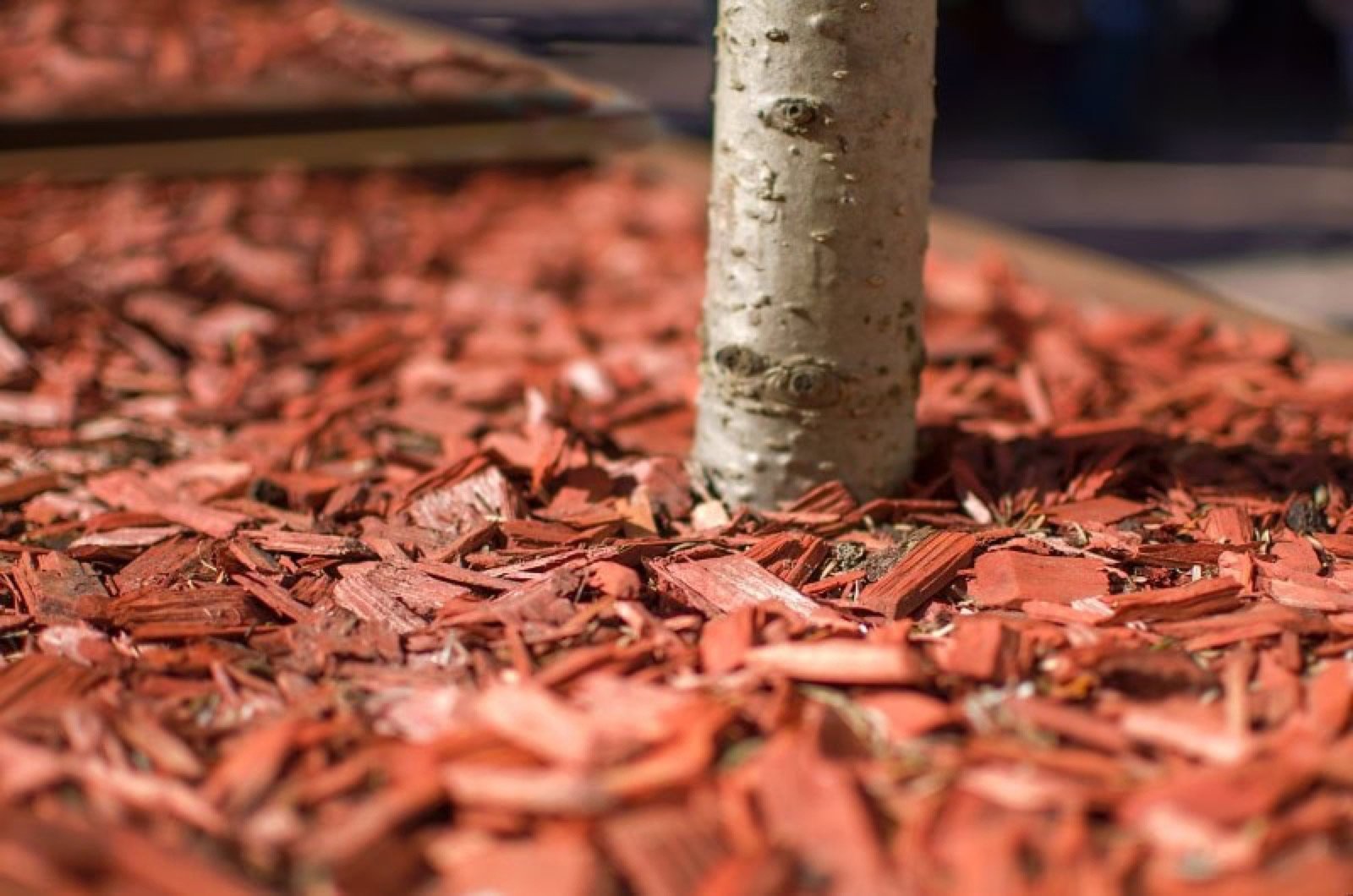 5 Landscaping Mistakes You Should Avoid